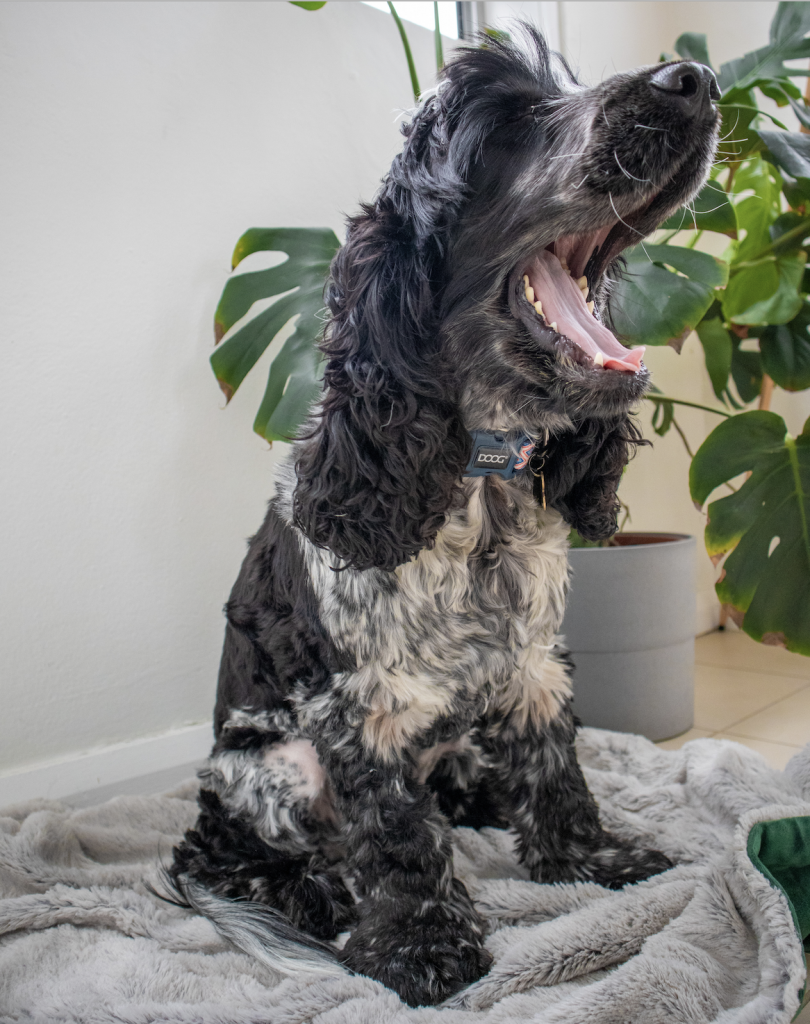 How To: Decorate a dog friendly & stylish home.