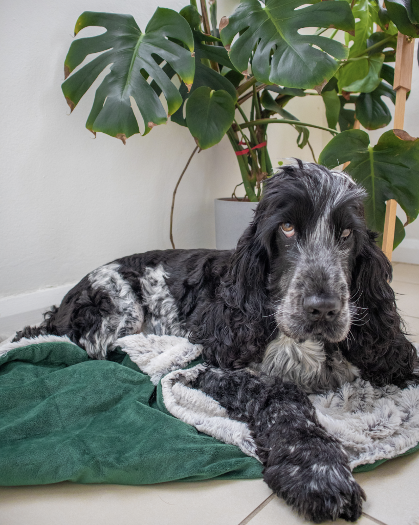 How To: Decorate a dog friendly & stylish home.