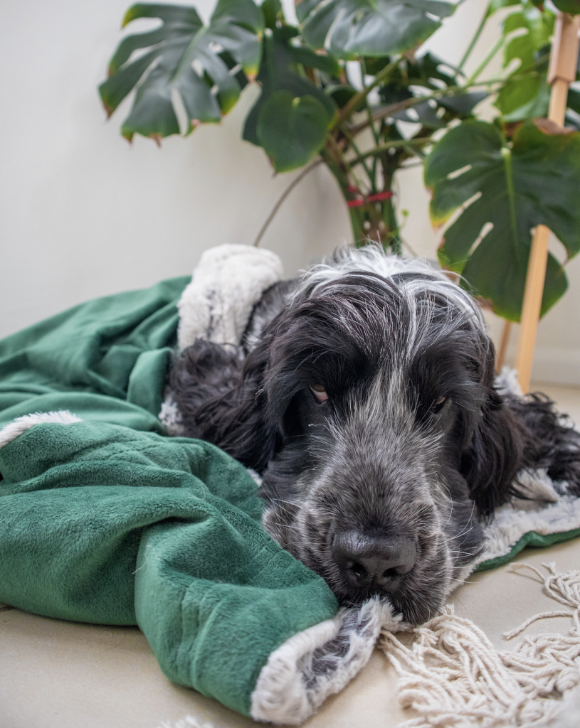 How To: Decorate a dog friendly & stylish home.