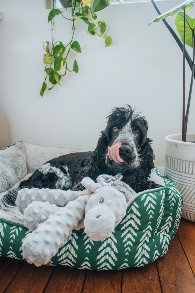 How To: Decorate a dog friendly & stylish home.