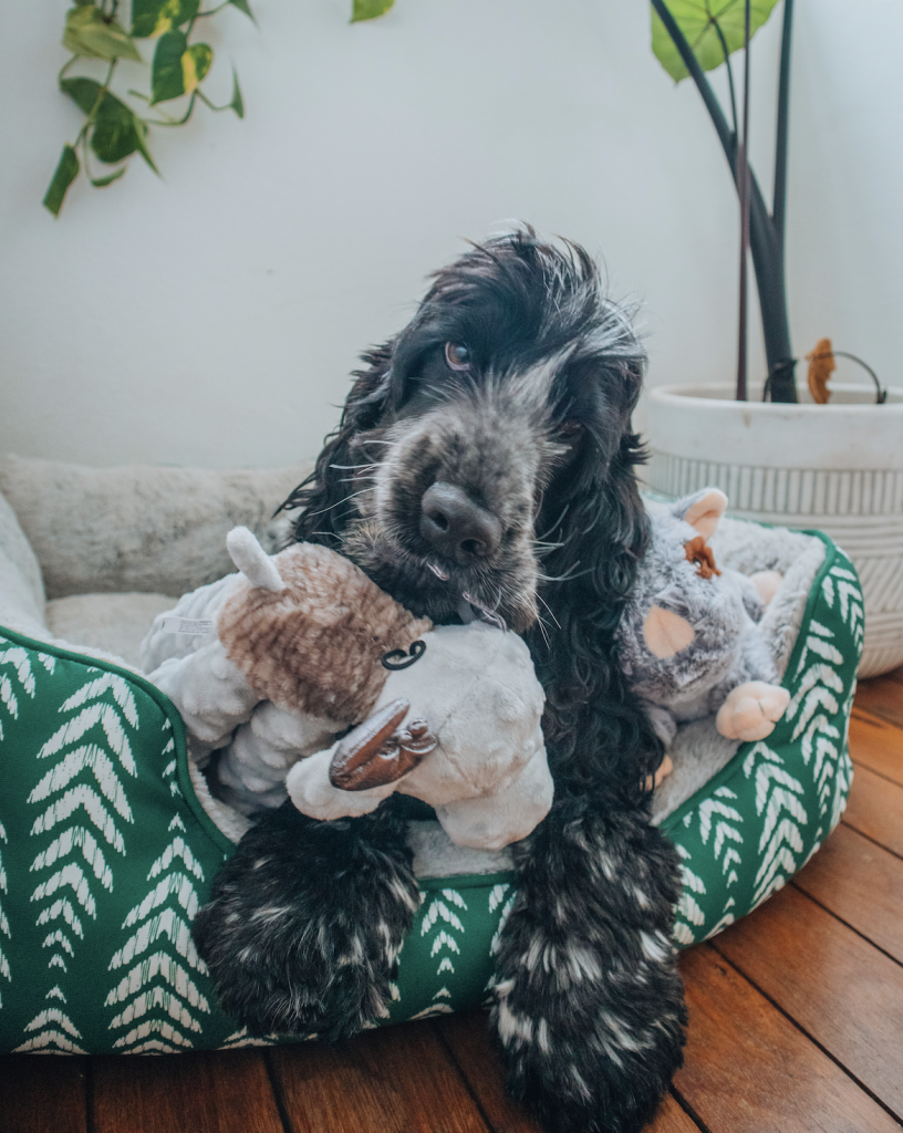 How To: Decorate a dog friendly & stylish home.