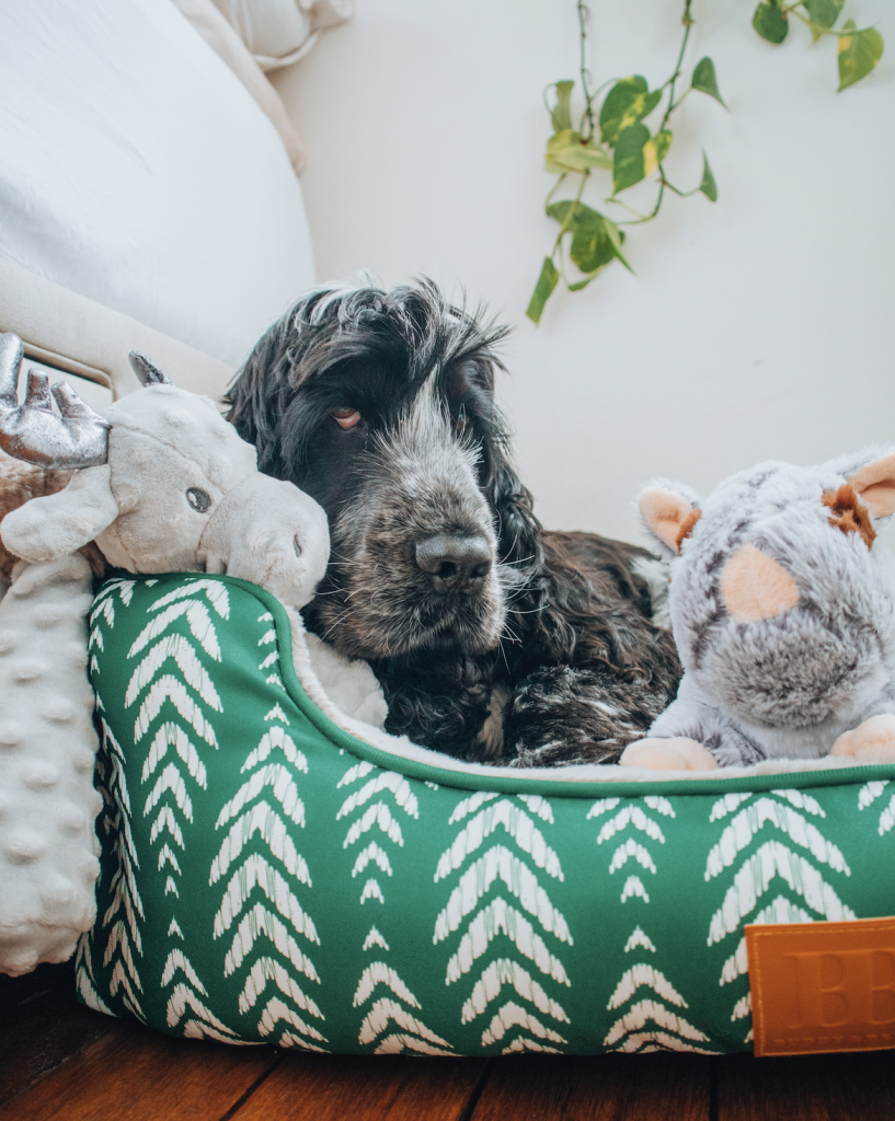 How To: Decorate a dog friendly & stylish home.