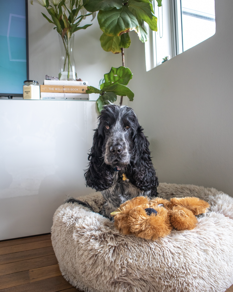 How To: Decorate a dog friendly & stylish home.