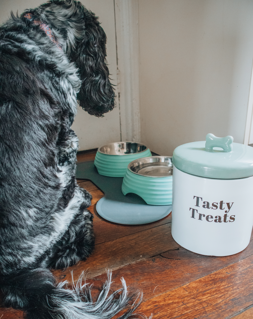 How To: Decorate a dog friendly & stylish home.