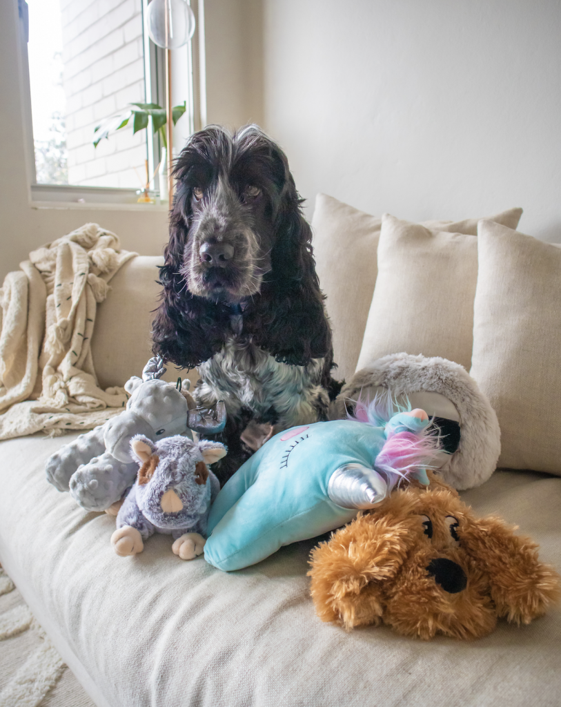 How To: Decorate a dog friendly & stylish home.
